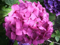 A Almindelig Hortensie Hydrangea macrophylla.jpg (68682 byte)