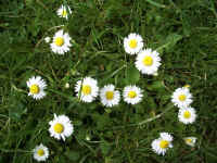 A Bellis perennis.jpg (91475 byte)