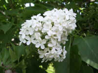 A almindelig syren syringa vulgaris.jpg (54980 byte)