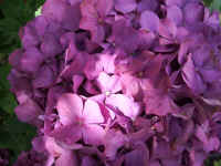 have sept hortensia (1).jpg (66040 byte)