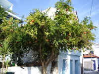 samos_36_streets_of_pythagorion.jpg (108813 byte)